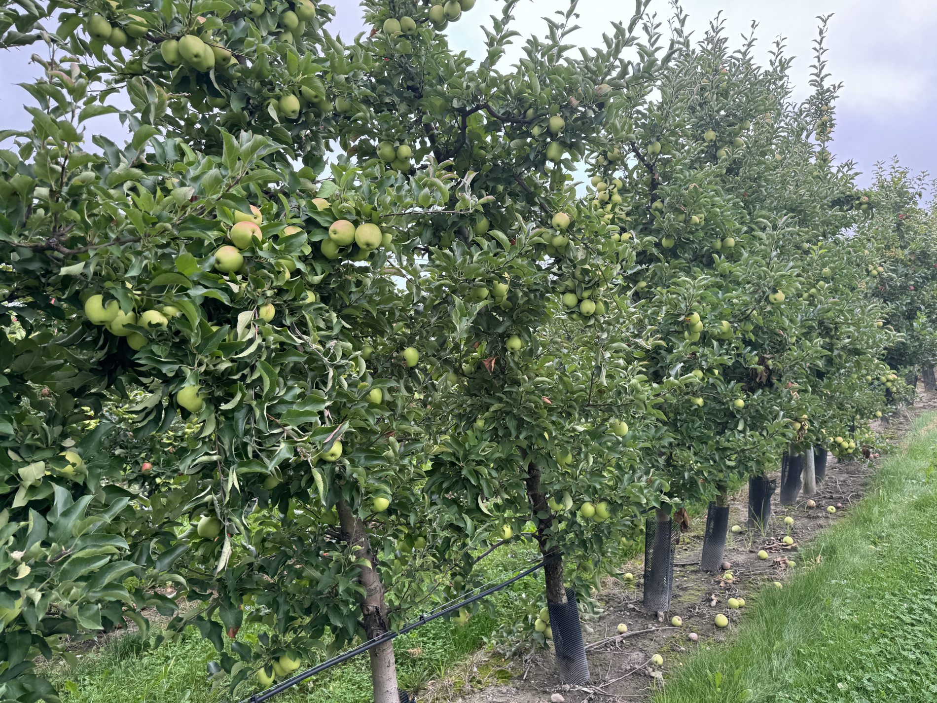 Blog de AGRILEAD