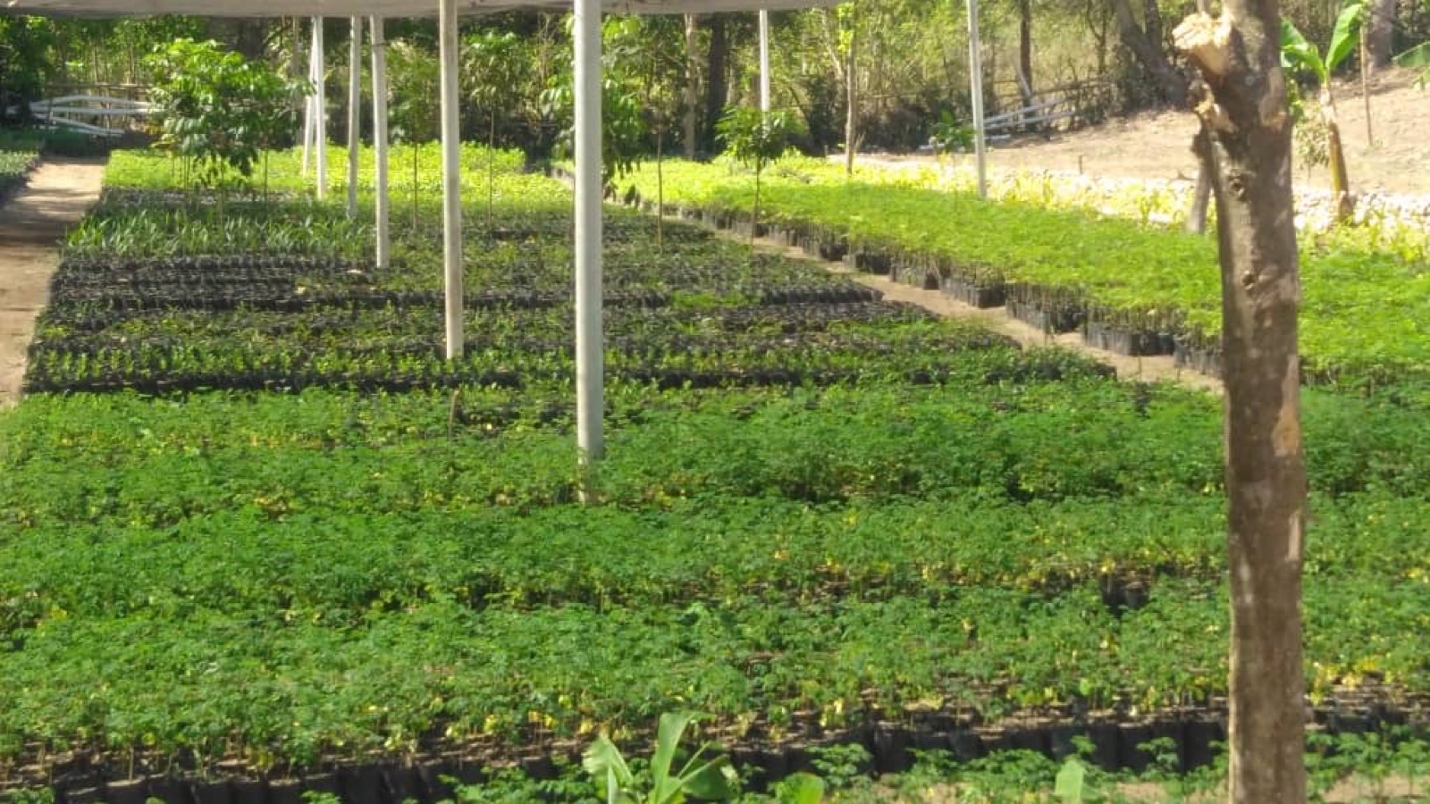 Initiative AgriLead de formation bilingue de la main-d'œuvre agricole et de vulgarisation